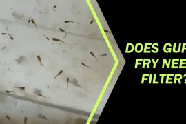 Guppy Fry and Aquarium Filters: Common Questions Answered