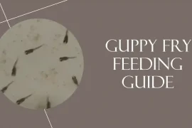 Feeding Your Guppy Fry Right: Essential Nutritious Foods Ideas