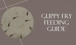Feeding Your Guppy Fry Right: Essential Nutritious Foods Ideas