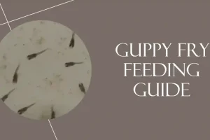 Feeding Your Guppy Fry Right: Essential Nutritious Foods Ideas