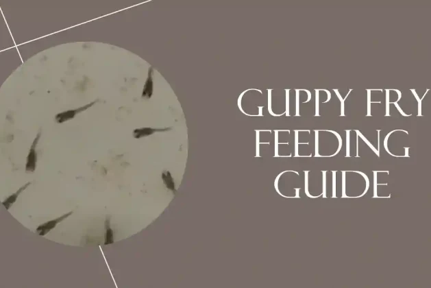 Feeding Your Guppy Fry Right: Essential Nutritious Foods Ideas
