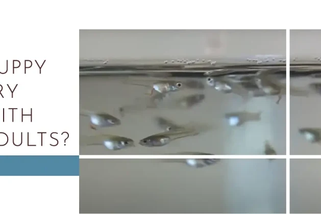 Can Guppy Fry Survive With Adults? Answered