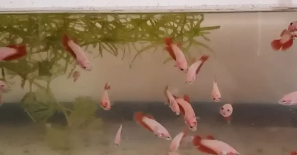 Juvenile betta fry