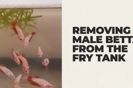 Right Time to Remove the Male Betta Fish from the Fry Tank