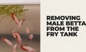 Right Time to Remove the Male Betta Fish from the Fry Tank