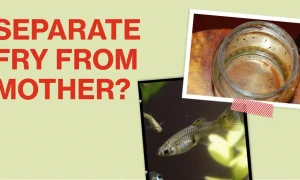Should You Separate Guppy Fry from The Mother? Answered