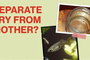 Should You Separate Guppy Fry from The Mother? Answered