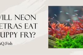 Will Neon Tetras Eat Guppy Fry? Answered