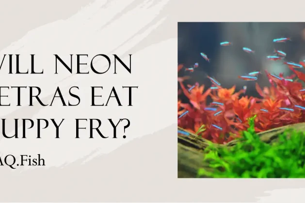 Will Neon Tetras Eat Guppy Fry? Answered
