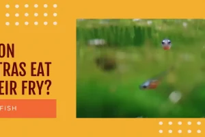 Will Neon Tetras Eat Their Own Fry? Answered