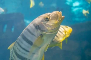 The Challenges of Changing Aquatic Environments