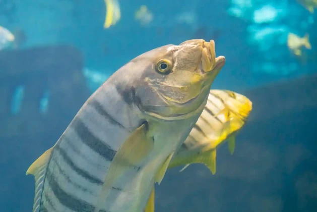 The Challenges of Changing Aquatic Environments