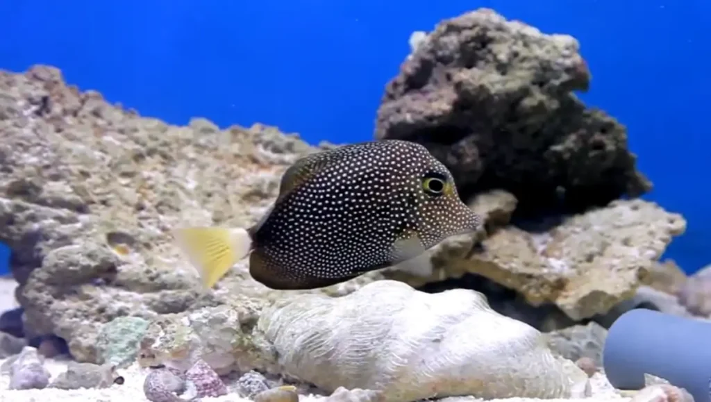 A Tang fish