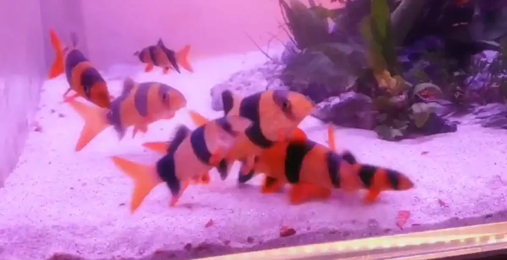 A school of Clown Loach