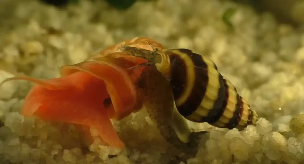 Assassin snail feeding on another snail