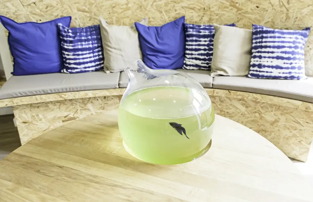 Betta fish in a bowl