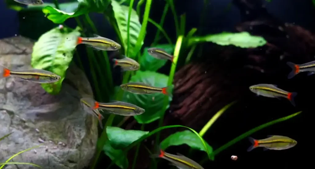 Brilliant rasbora schooling in a tank