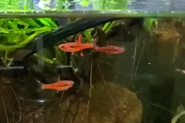 A Beginner Care Guide for Chili Rasboras