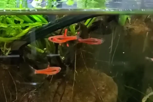 A Beginner Care Guide for Chili Rasboras
