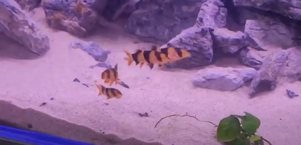 Clown Loaches swimming as a group
