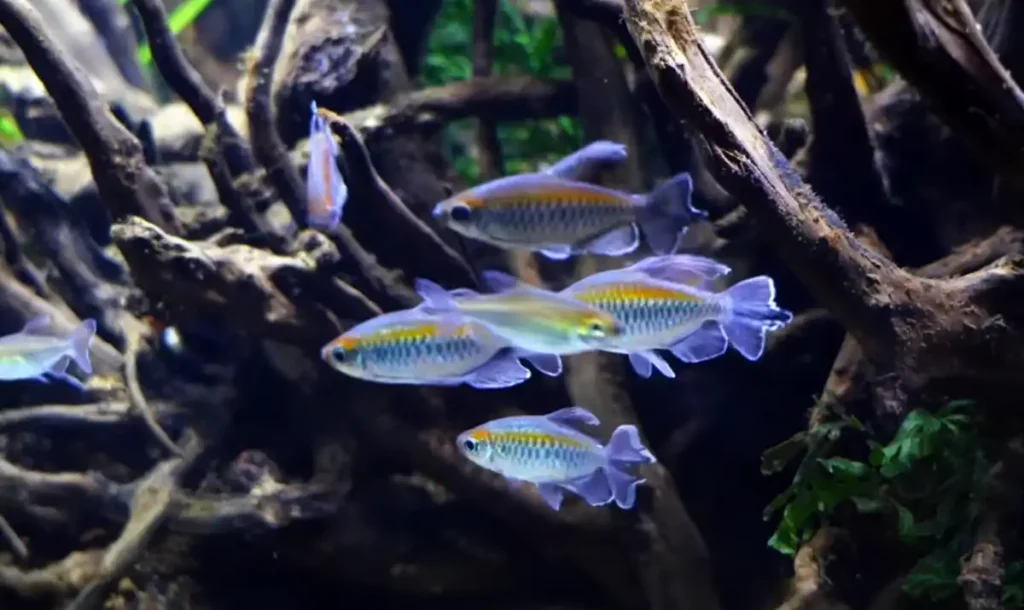 Congo Tetra
