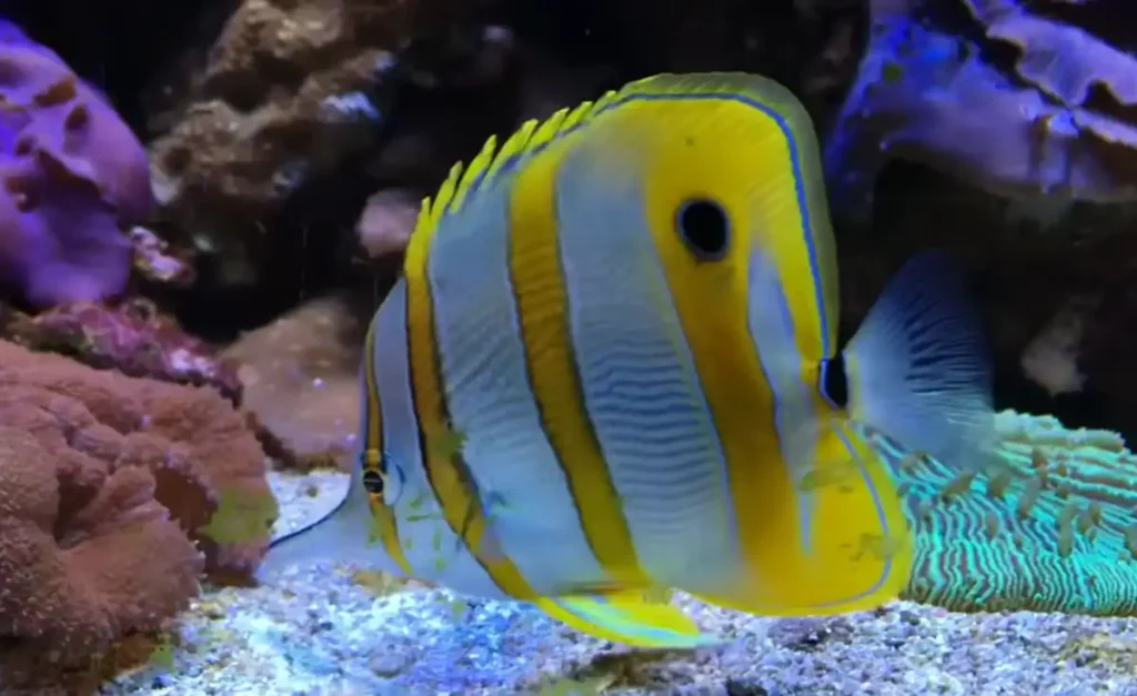 Copperband Butterflyfish