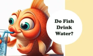 Do Fish Drink Water? The Answer May Surprise You