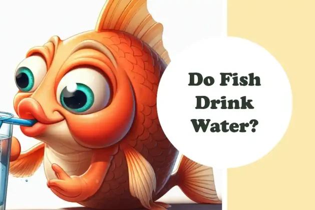 Do Fish Drink Water? The Answer May Surprise You