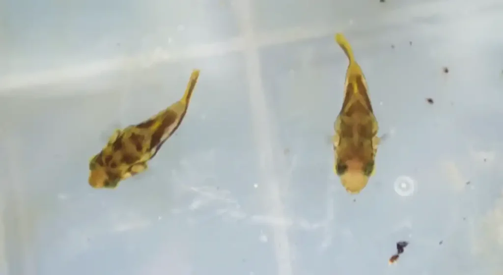 Dwarf or pea puffer fish
