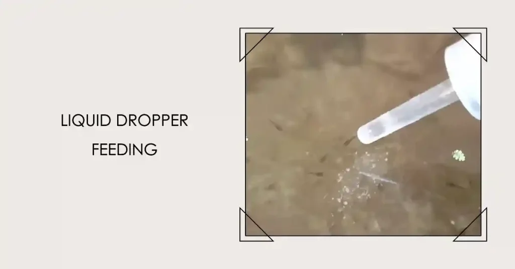 Feeding guppy fry using a liquid dropper