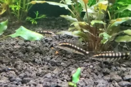 Fish for Snail Control: Freshwater and Saltwater Options