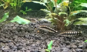 Fish for Snail Control: Freshwater and Saltwater Options
