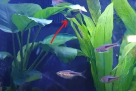 Rasboras: Livebearers or Egg Layers? Answered