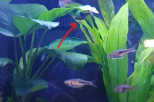 Rasboras: Livebearers or Egg Layers? Answered