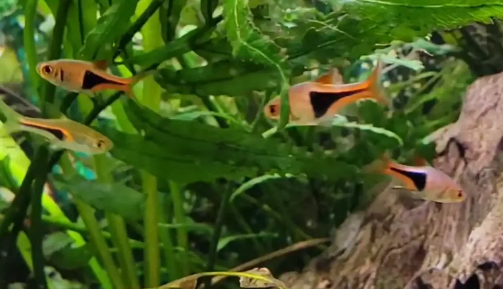Harlequin rasbora schooling