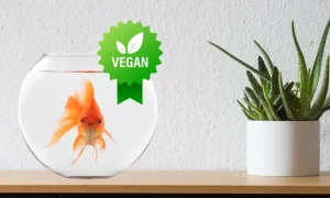 Is Fishkeeping Vegan Approved? Finding Common Grounds