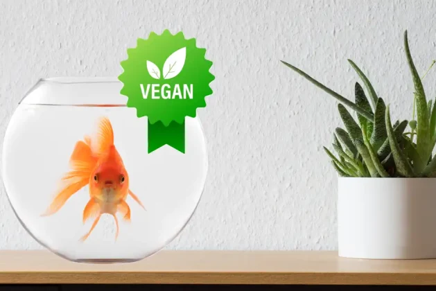 Is Fishkeeping Vegan Approved? Finding Common Grounds