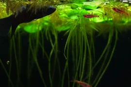 Keeping Rasboras and Bettas Together