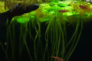 Keeping Rasboras and Bettas Together