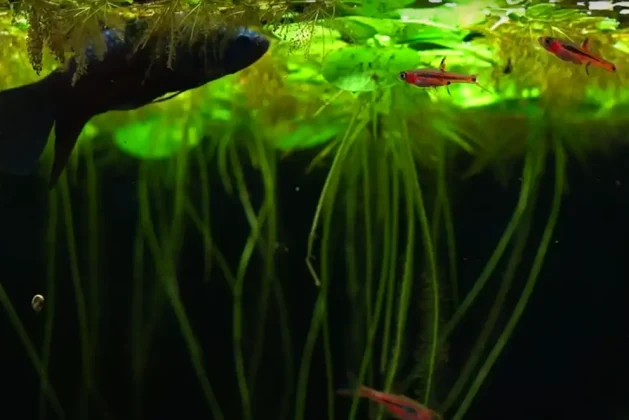 Keeping Rasboras and Bettas Together