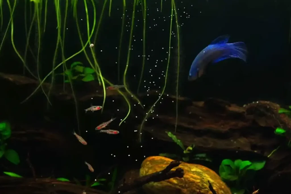 Feeding rasboras and betta