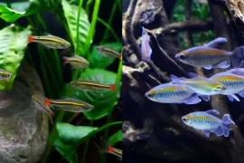 Best Practices for Keeping Rasboras and Tetras in Your Aquarium