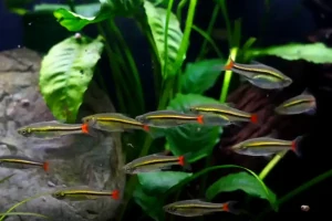 Schooling Behaviour of Rasboras Explained