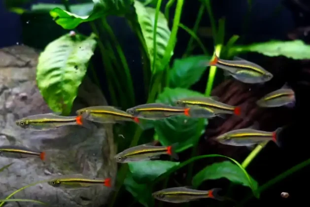 Schooling Behaviour of Rasboras Explained