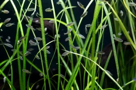 Can Rasboras Live With Shrimp? Making It Work