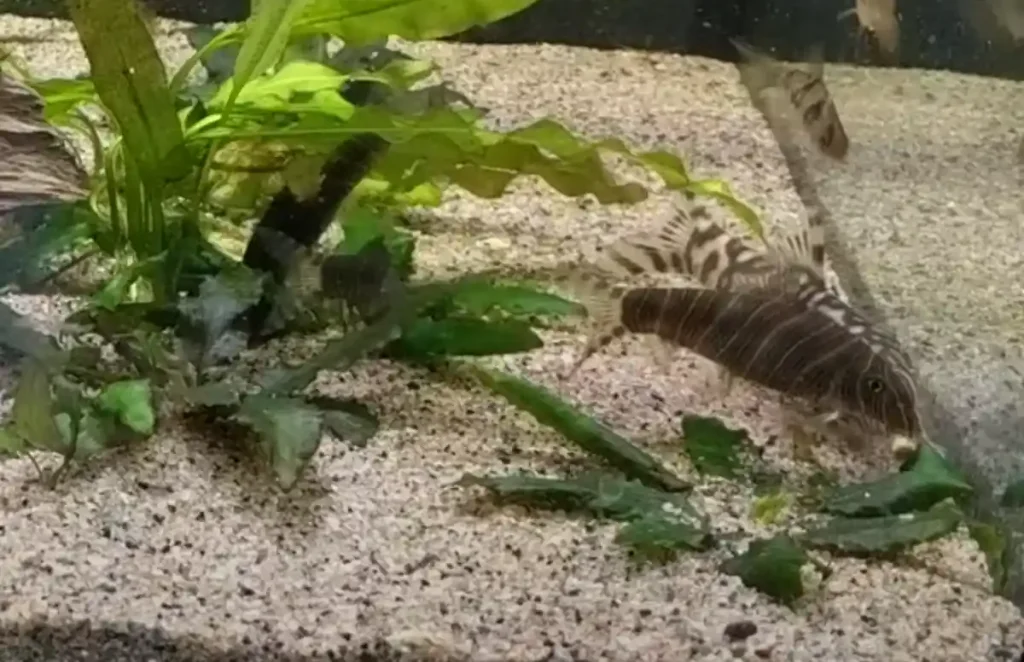 Yoyo Loach feeding from the bottom of the tank