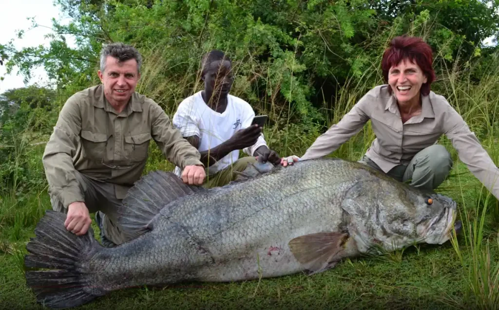A Nile Perch caught from Murchison Falls in Uganda