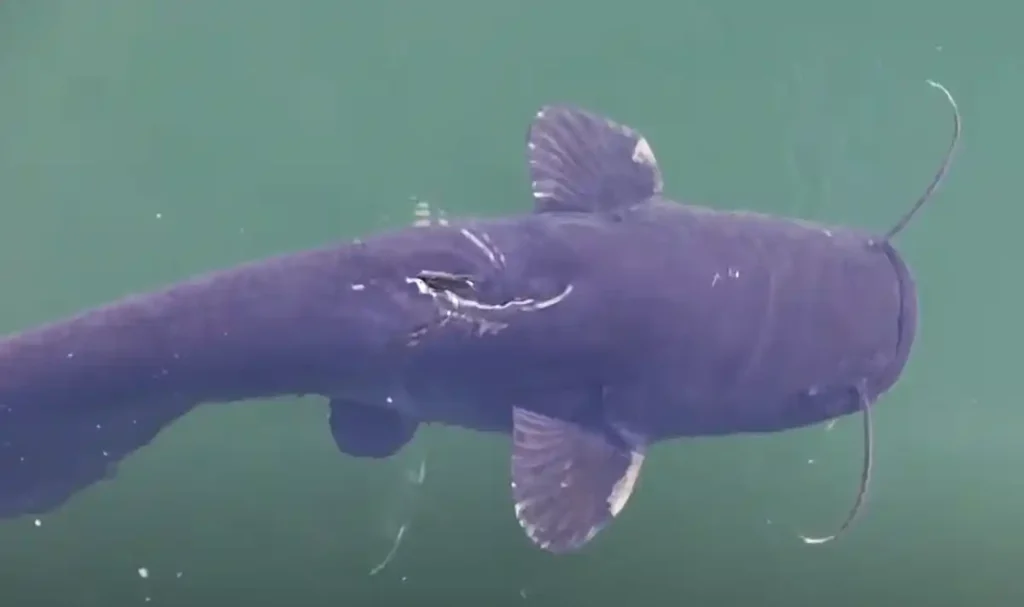 A Wels Catfish