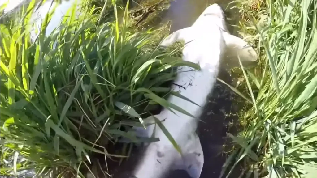 A White Sturgeon