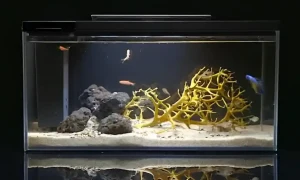 Let’s Set Up a Freshwater Aquarium